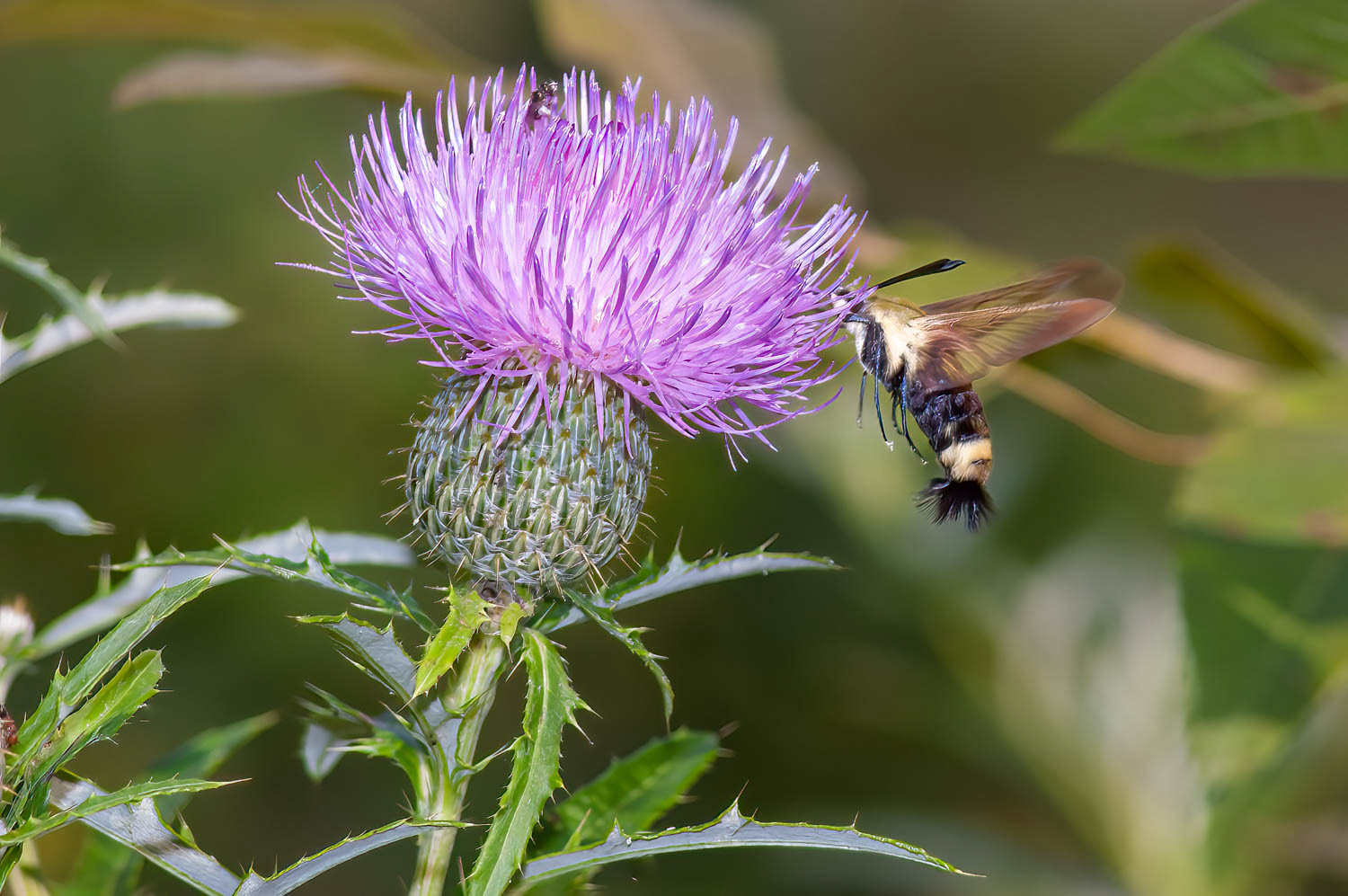 Snowberry Clearwing Moth (Hemaris diffinis)