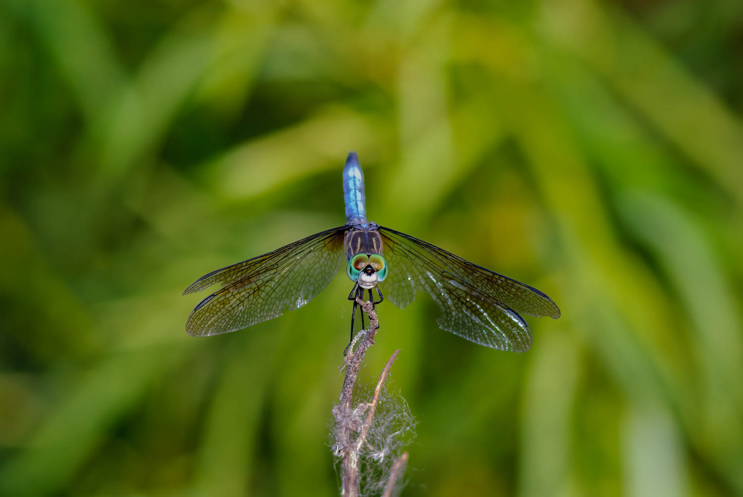 Blue Dasher (Pachydiplax longipennis)