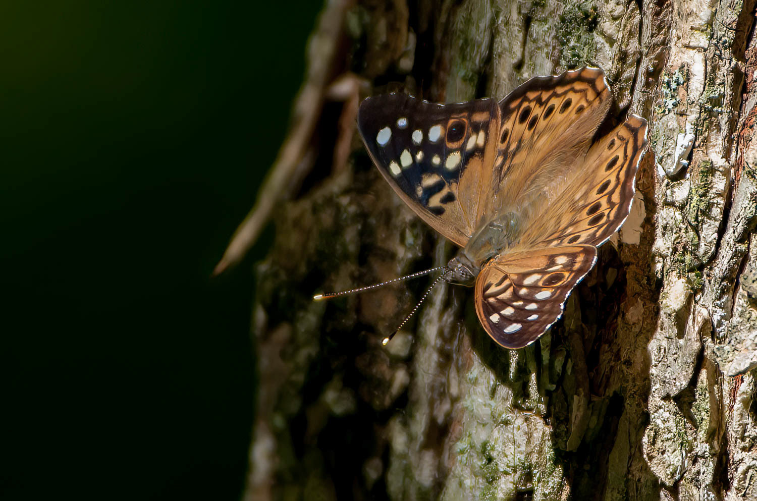 Hackberry Emperor (Asterocampa celtis)