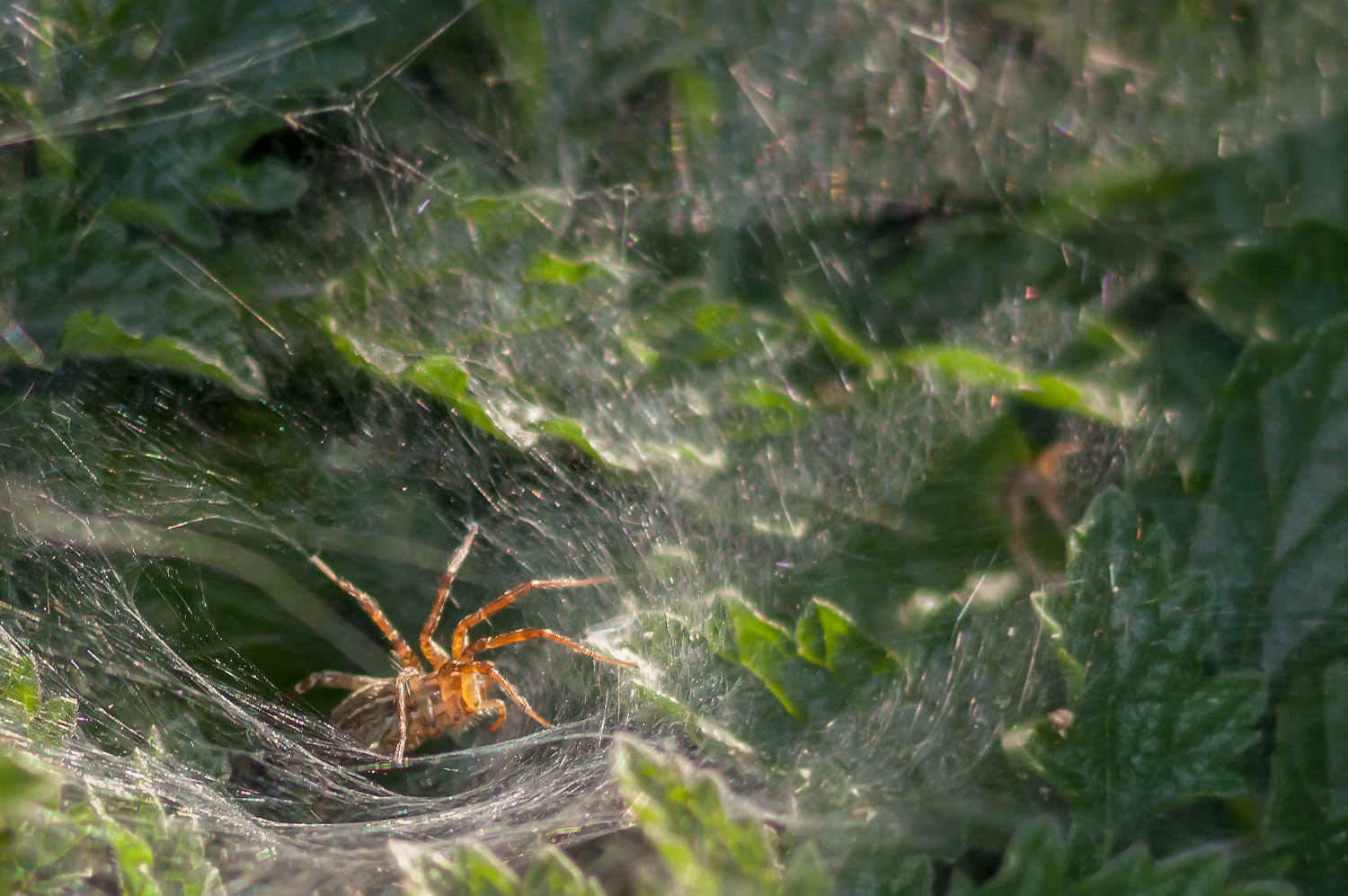 Funnel Web Spider