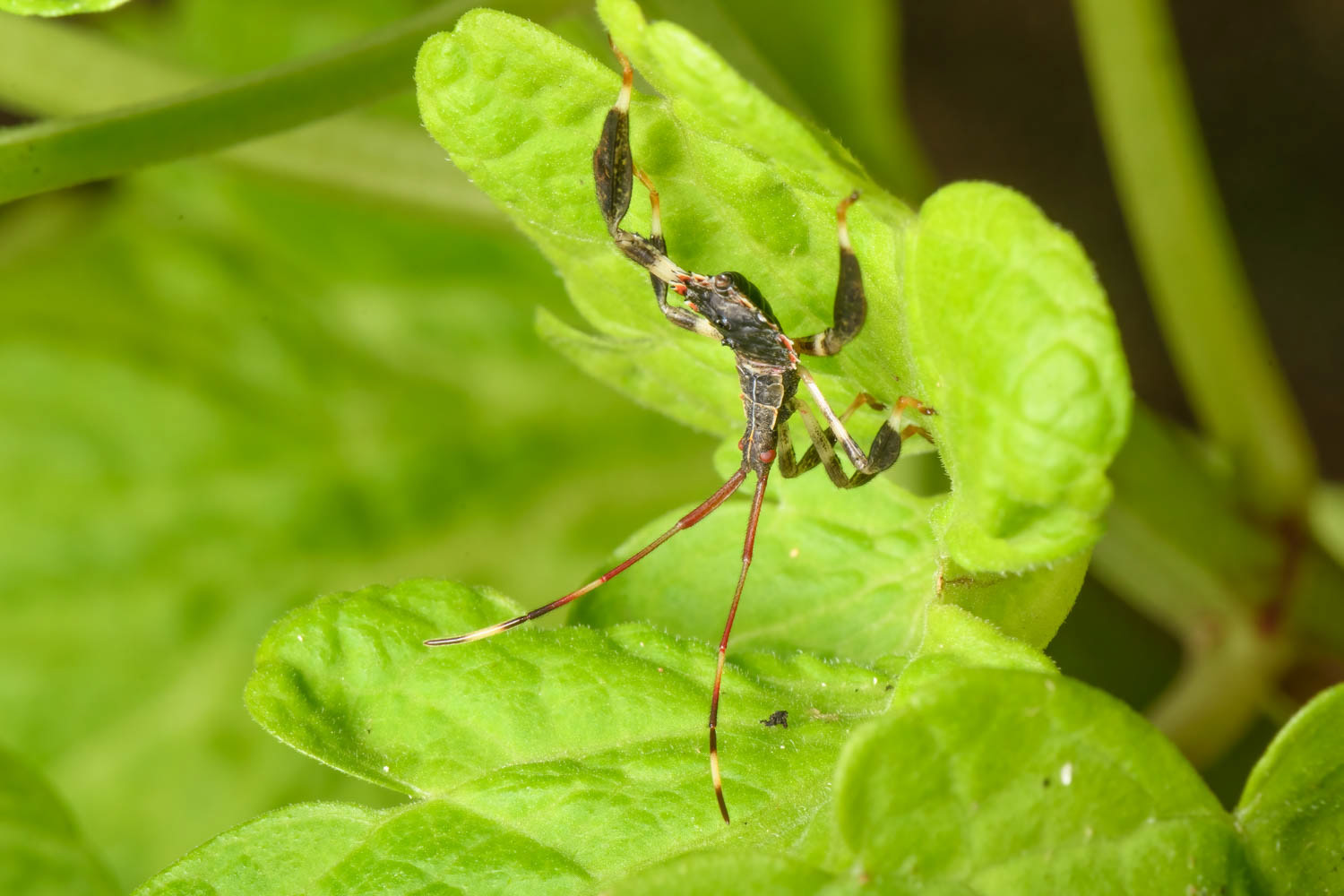 Leaf-footed Bug Nymph (Acanthocephala terminalis)