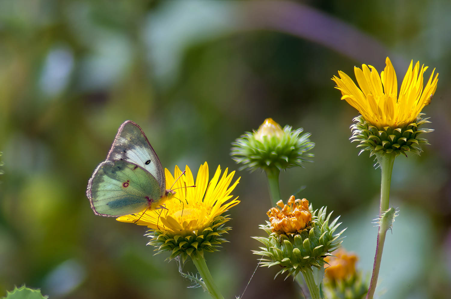 Clouded Sulphur (Colias philodice)