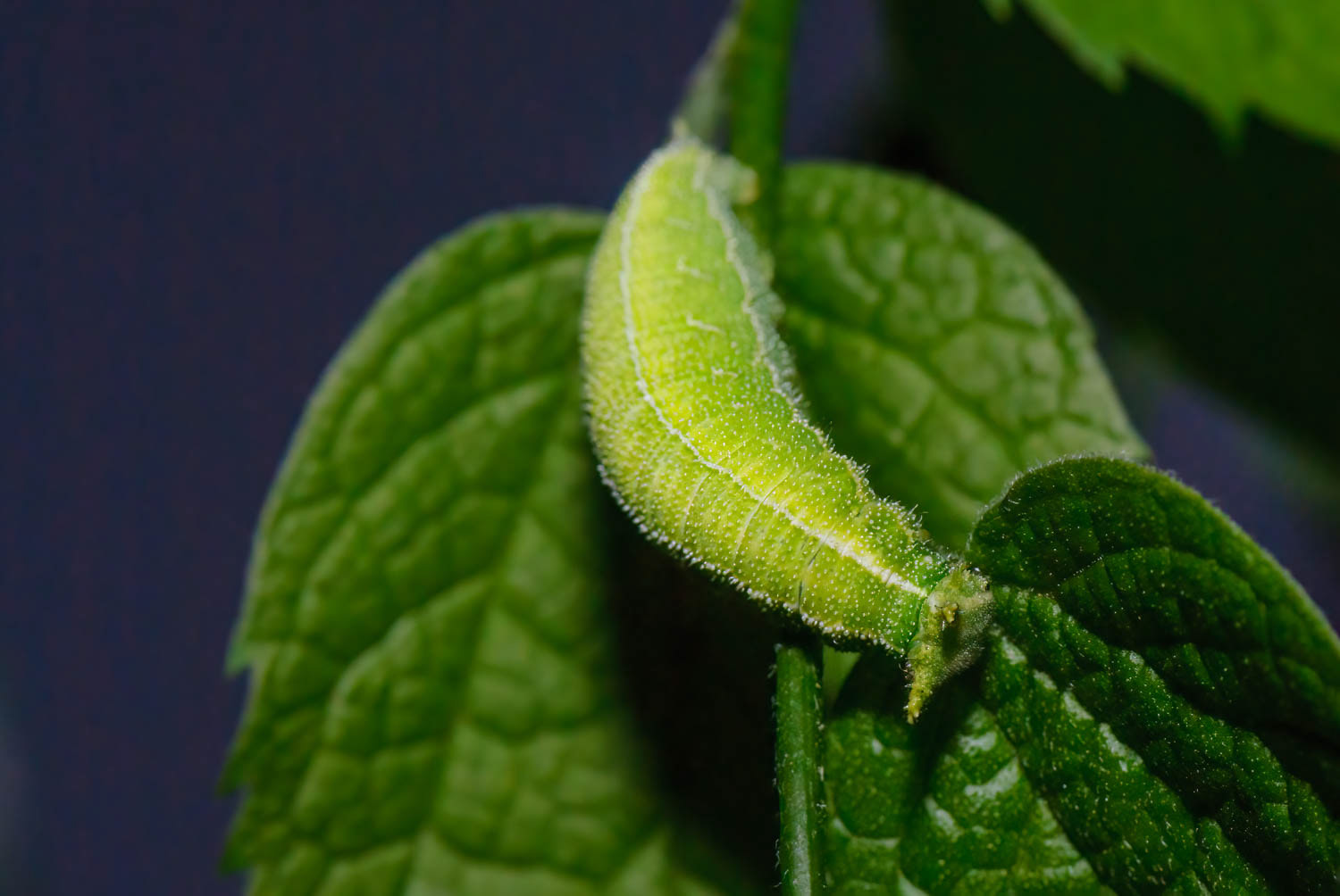 Tawny Emperor Caterpillar (Asterocampa clyton)