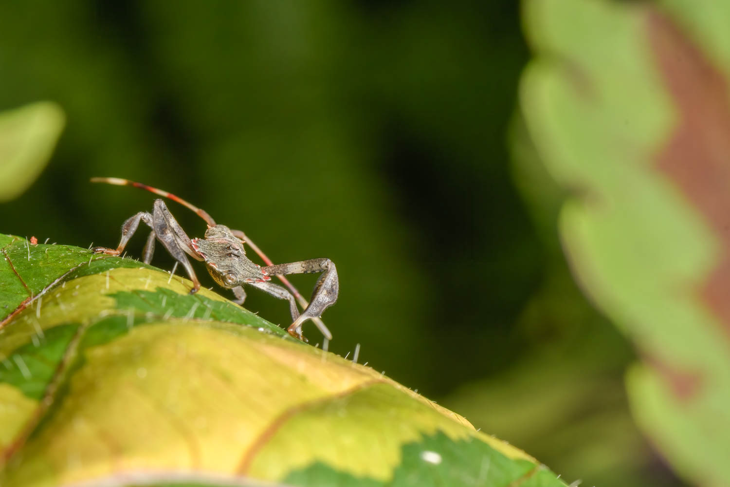 Leaf-footed Bug Nymph (Acanthocephala terminalis)