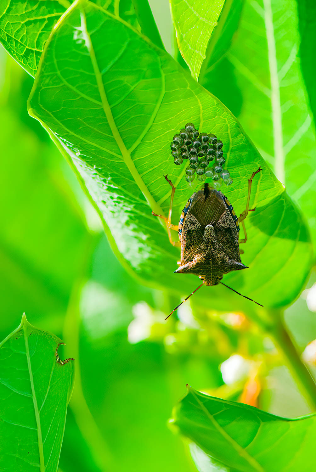 Brown Stink Bug (Euschistus servus)