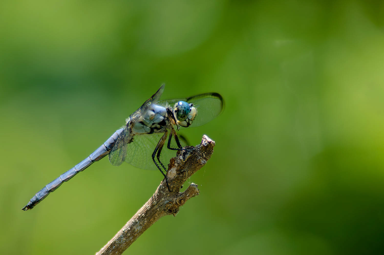 Great Blue Skimmer (Libellula vibrans)v