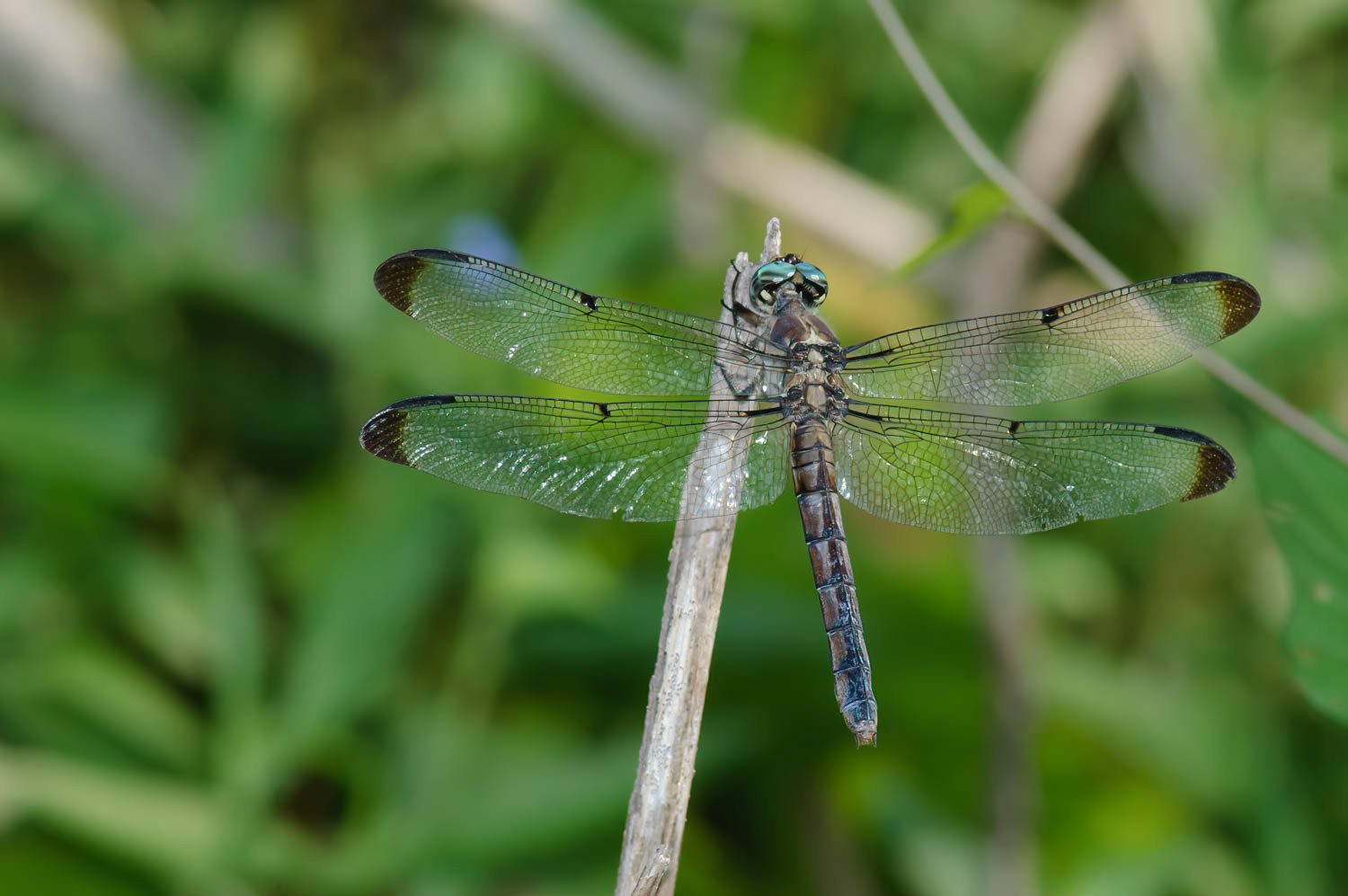 Great Blue Skimmer (Libellula vibrans)
