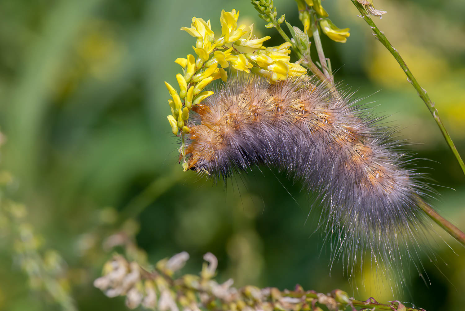 Salt Marsh Moth Caterpillar (Estigmene acrea)