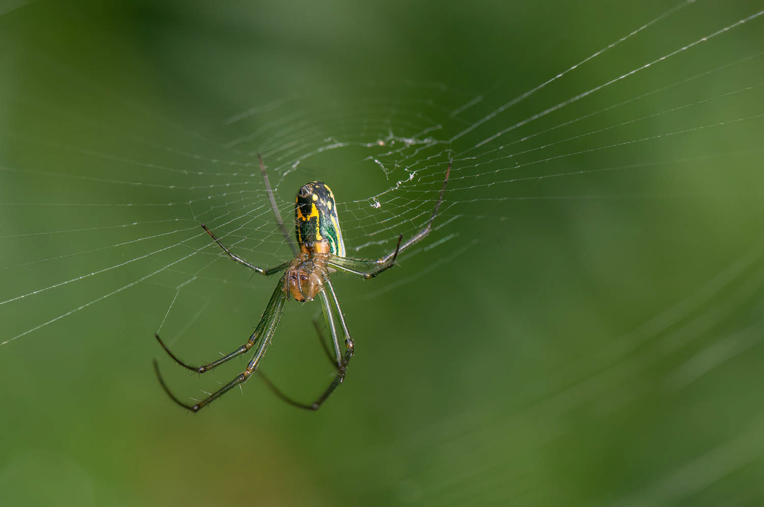 Orchard Orbweaver (Leucauge venusta)