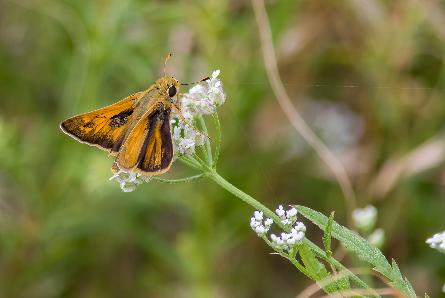 Fiery Skipper (Hylephila phyleus)