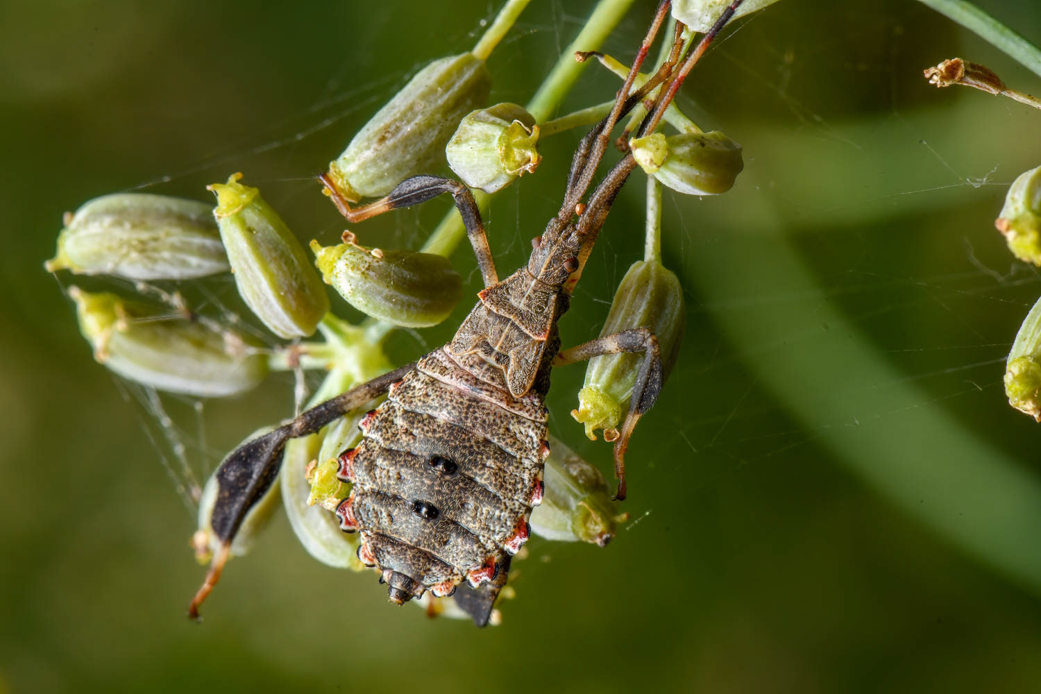 Leaf-footed Bug Nymph (Acanthocephala terminalis)