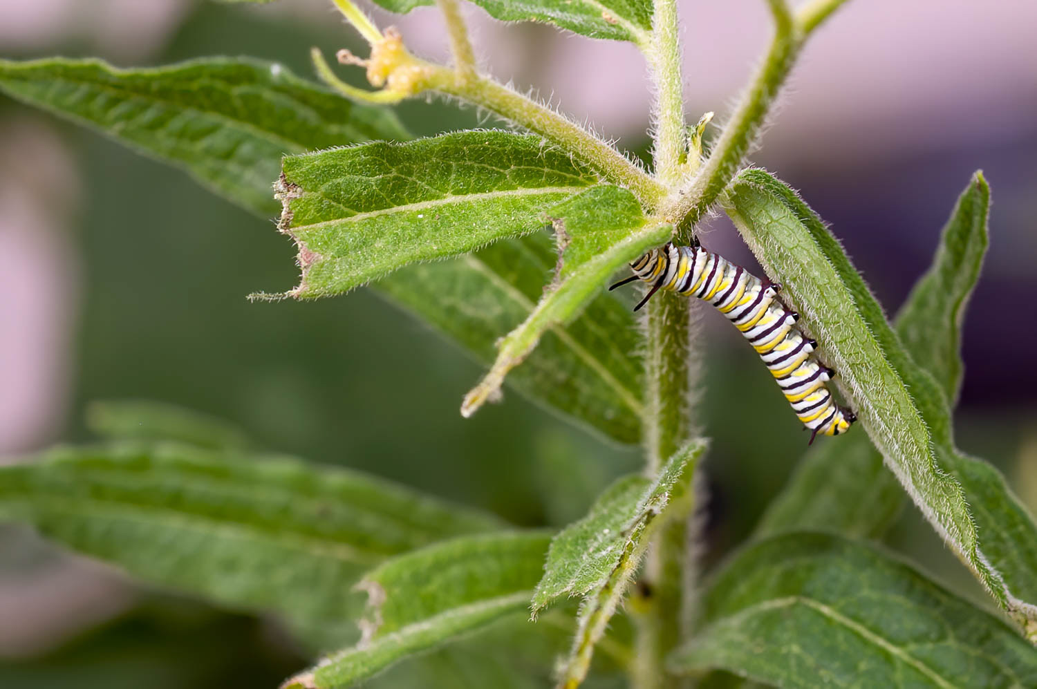 Monarch Butterfly Cateroukkar (Danaus plexippus)