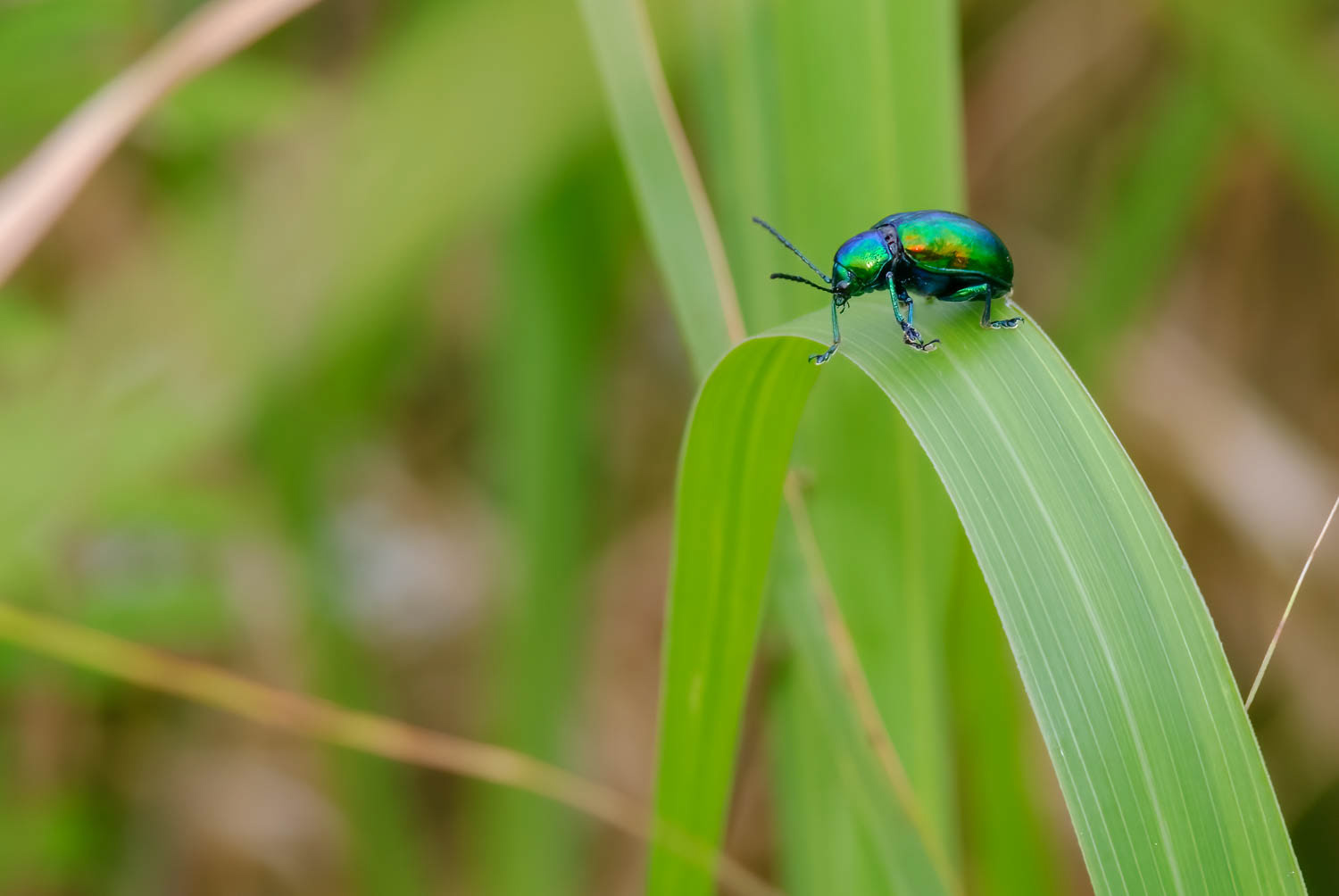 Dogbane Leaf Beetle (Crhysochus auratus
