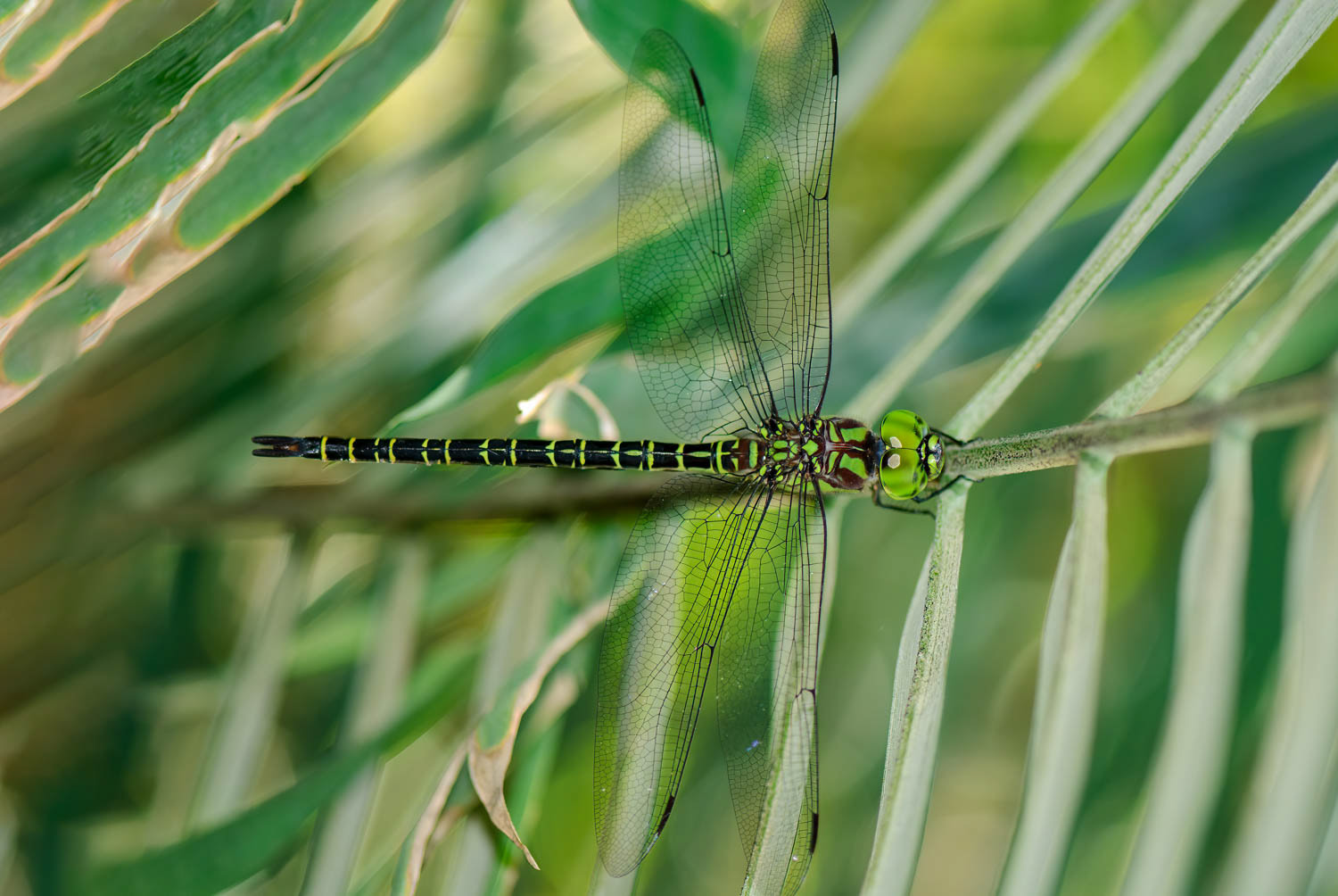 Regal Darner (Coryphaeschna ingens)