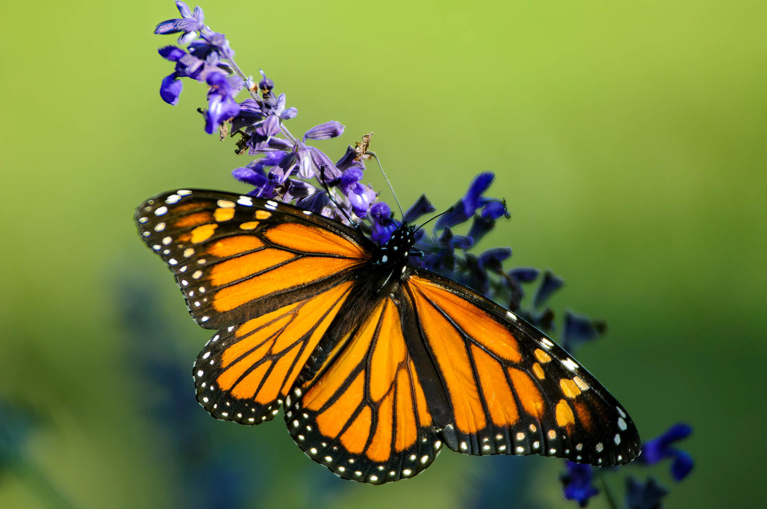 Monarch (Danaus plexippus)
