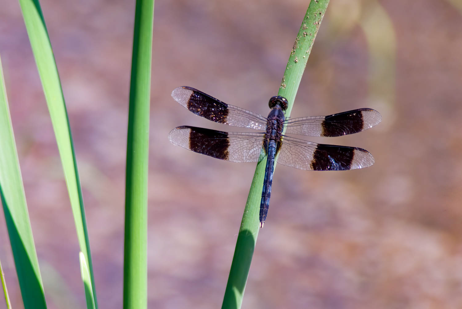 Band-winged Dragonlet (Erythrodiplax umbrata)