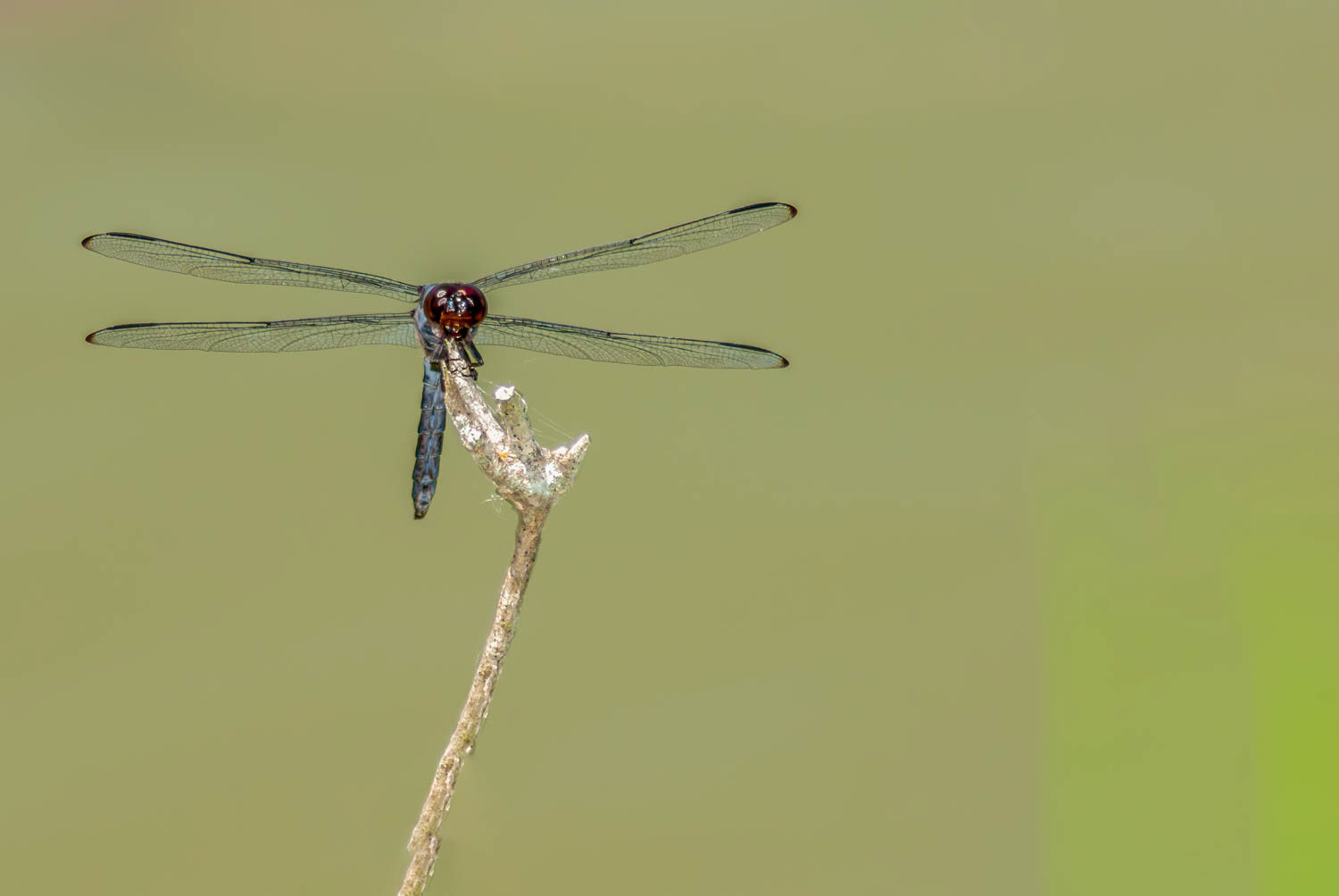 Slaty Skimmer (Libellula incesta) Male