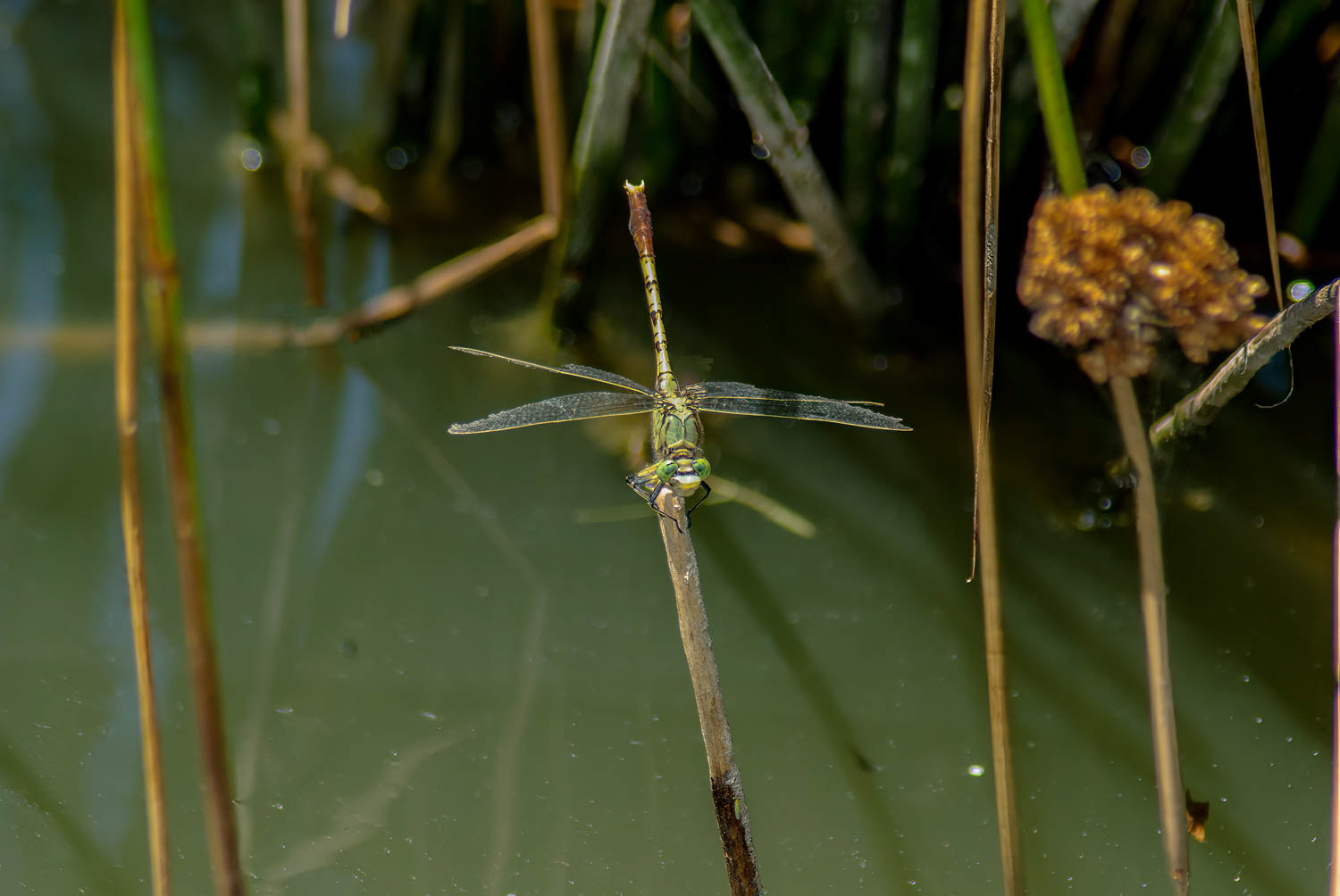 Jade Clubtail (Arigomphus submedianus)