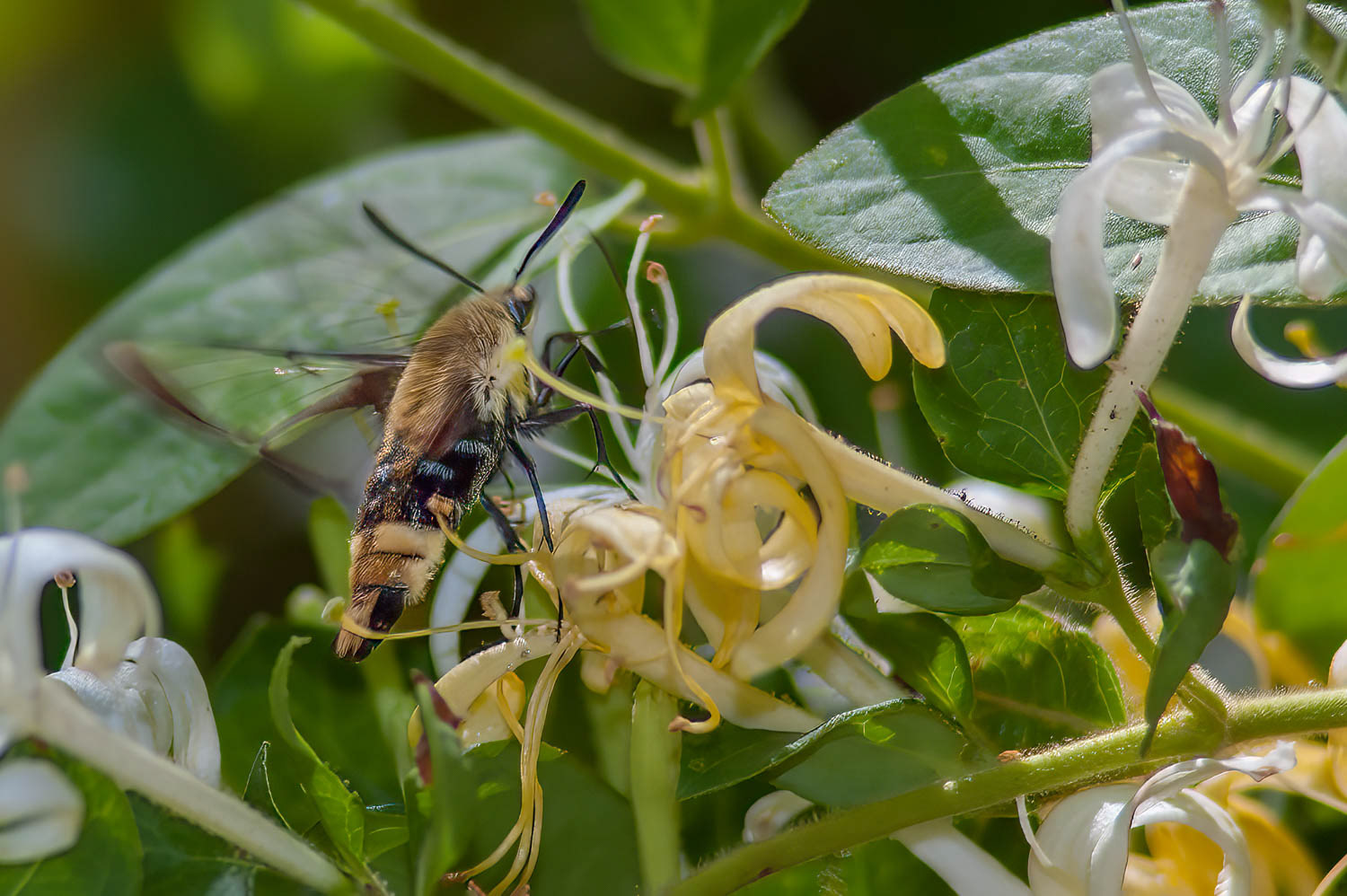 Snowberry Clearwing Moth (Hemaris diffinis)