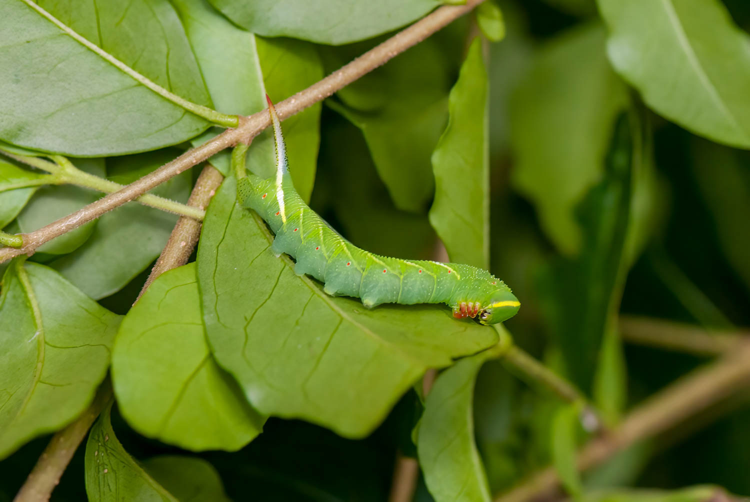 Waved sphinx Moth (Ceratomia undulosa)