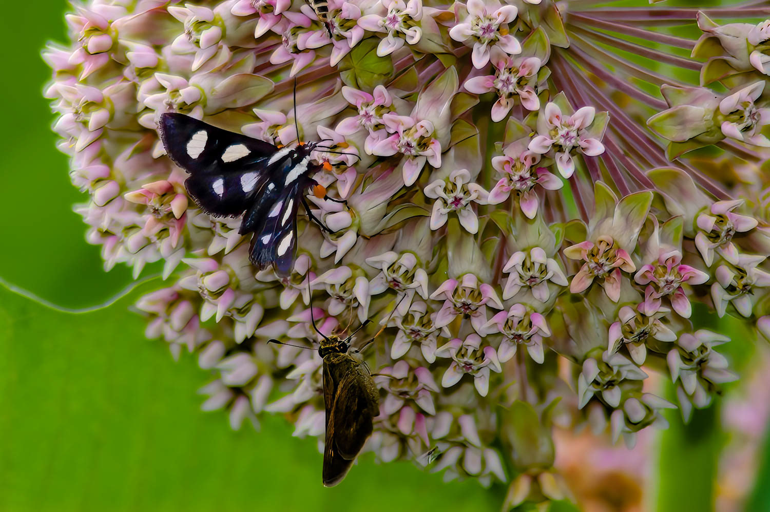 Eight-spotted Forester (Alypia octomaculata)