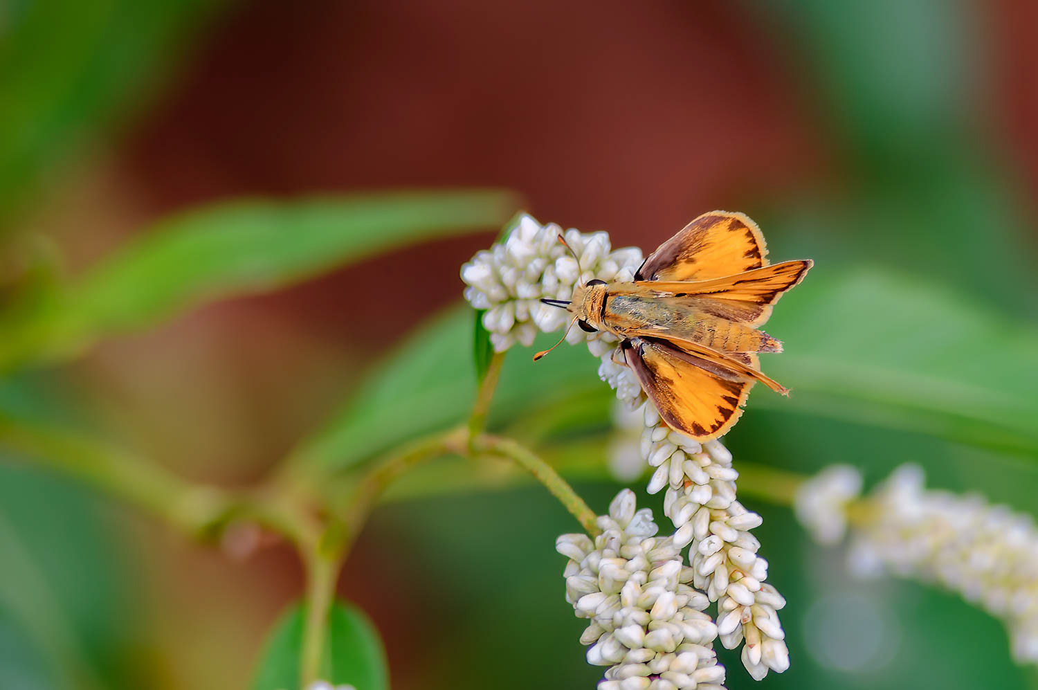 Fiery Skipper (Hylephila phyleus)