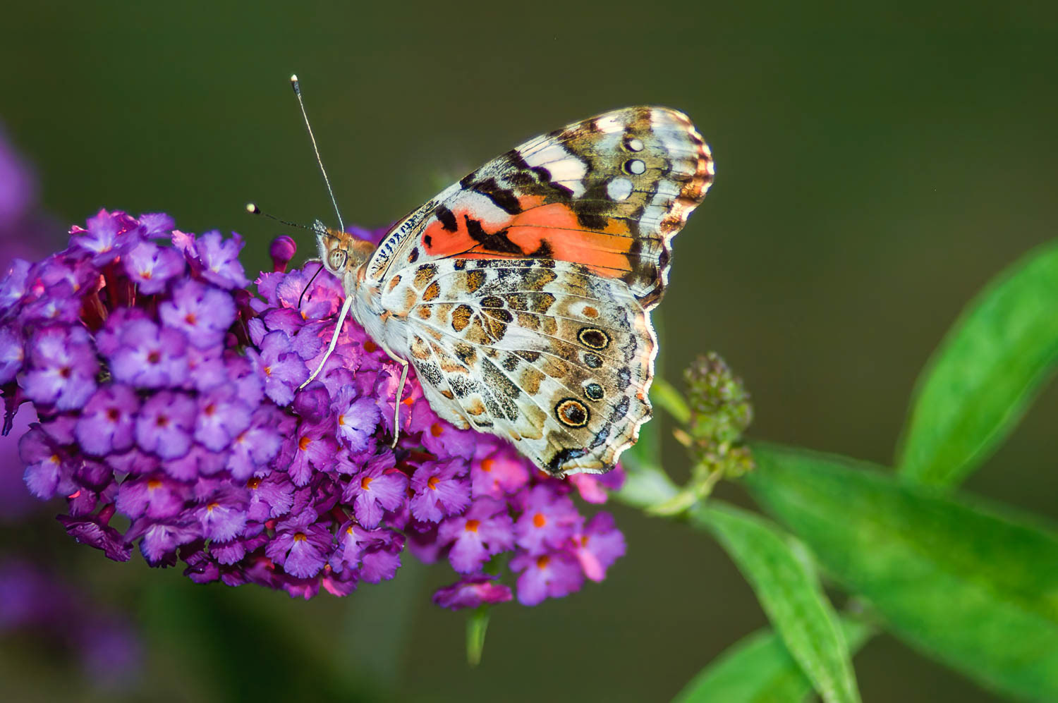 Paintes Lady (Vanessa cardui)
