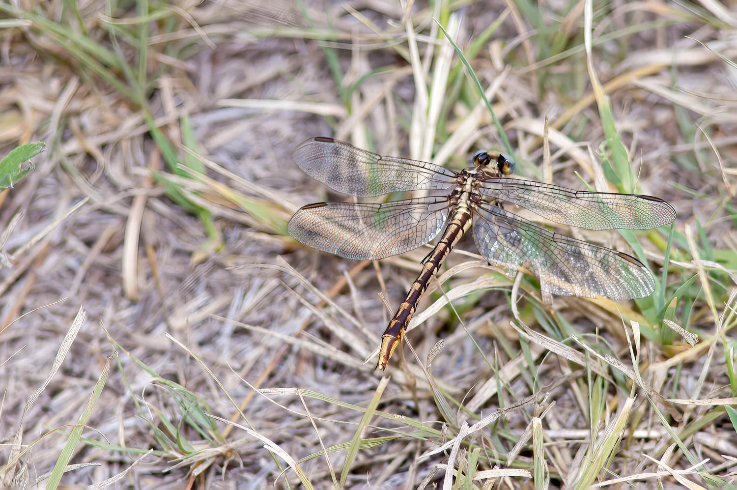 Common Sanddragon (Progomphus obscurus)