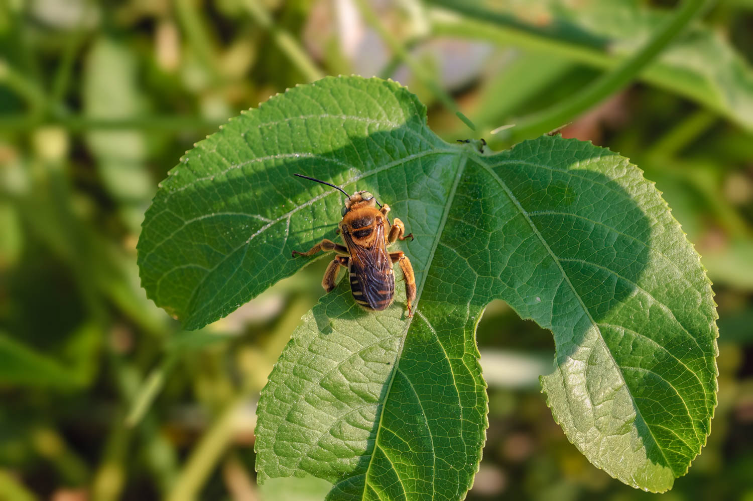 Green Metallic Sweat Bee (Augochoropsis metallica)