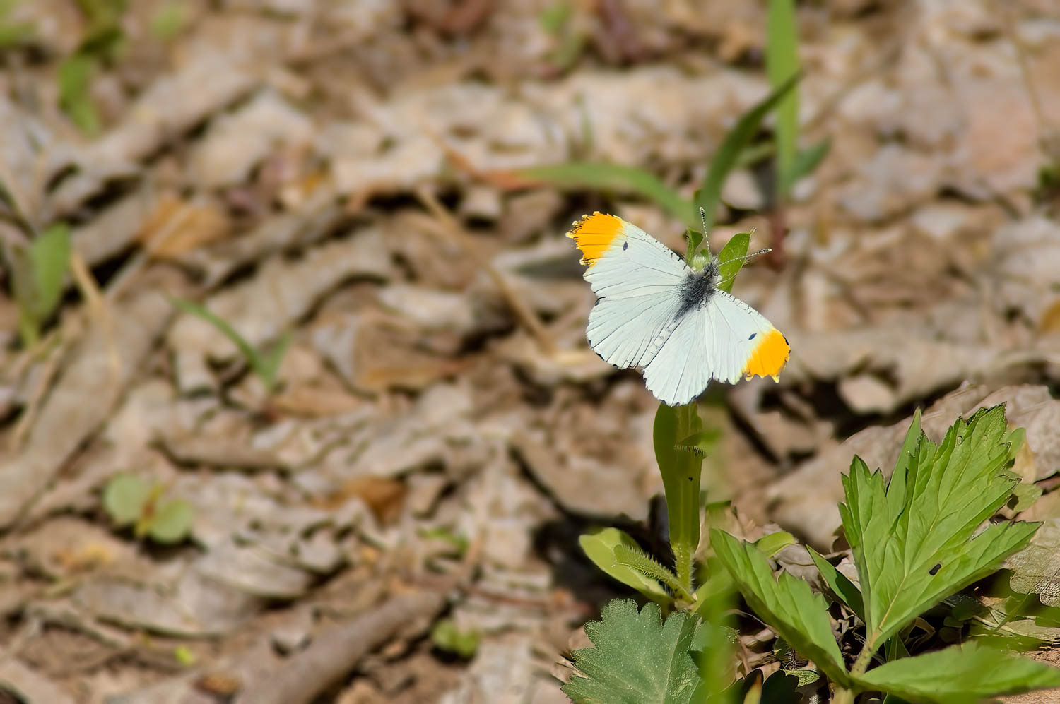Falcate Orangetip (Anthocharis midea) Male