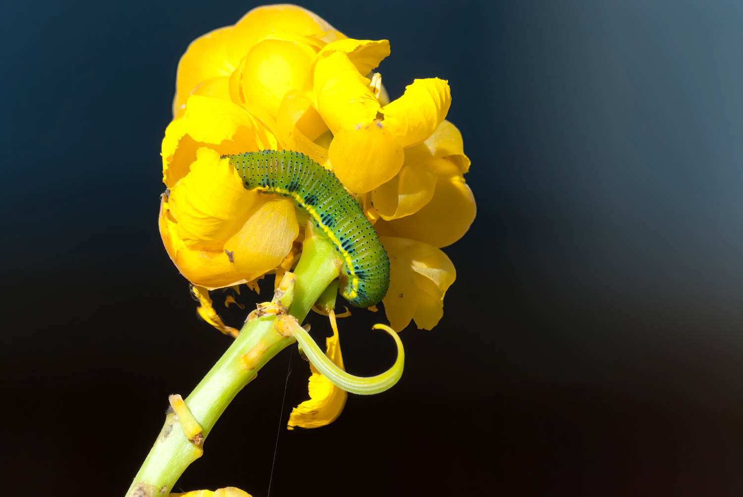 Cloudless Sulphur Caterpillar (Phoebis sennae)