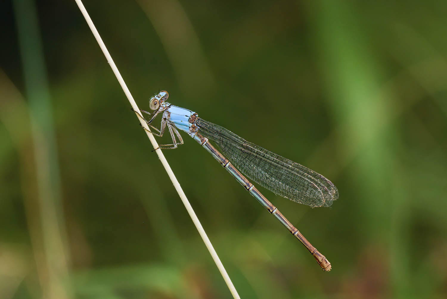 Blue-ringed Dancer (Argia sedula) Male