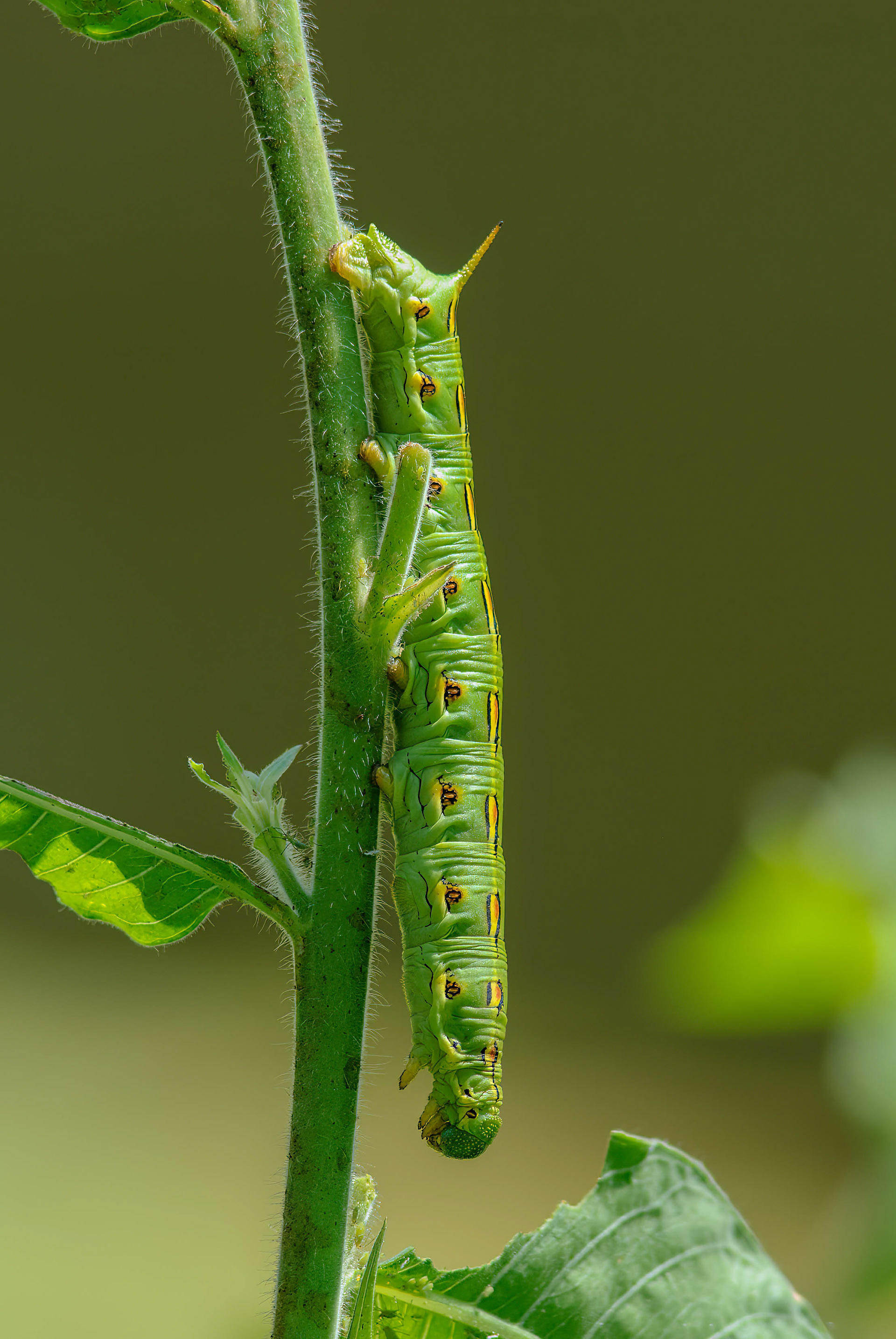 White-lined Sphinx Moth (Hyles lineata)