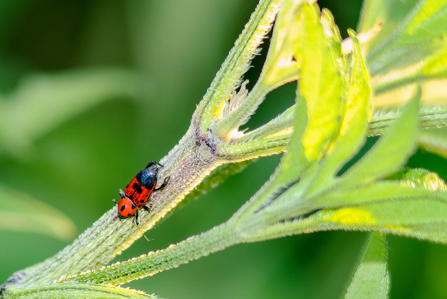 Cocklebur Weevil (Rhodobaenus quinquepunctatus)