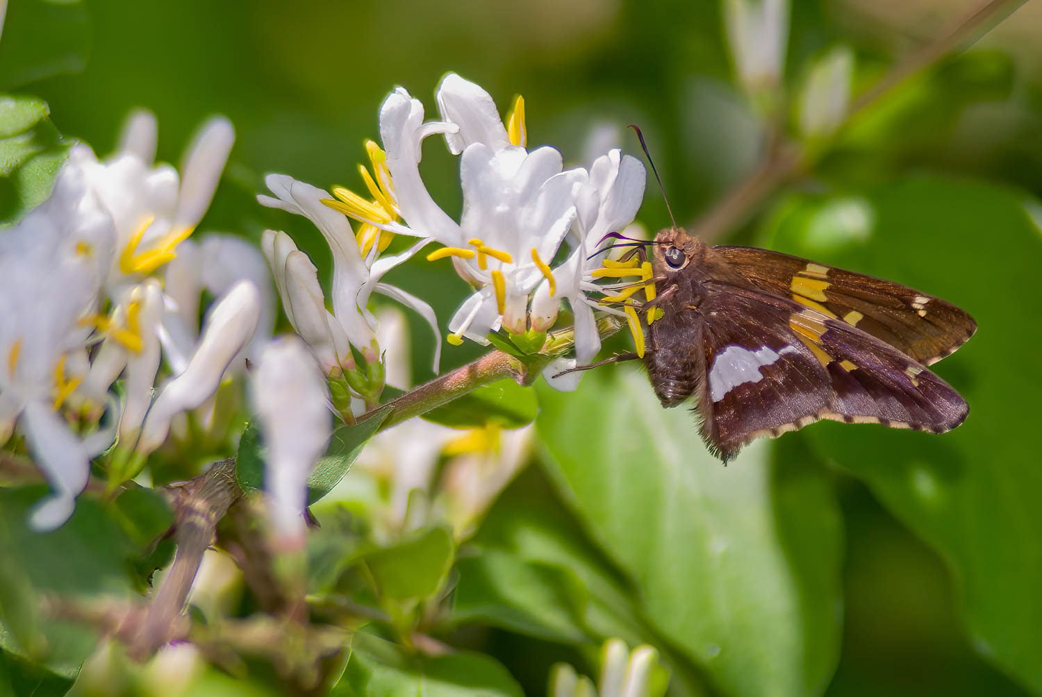 Silver-spotted Skipper (Epargyreus clarus)