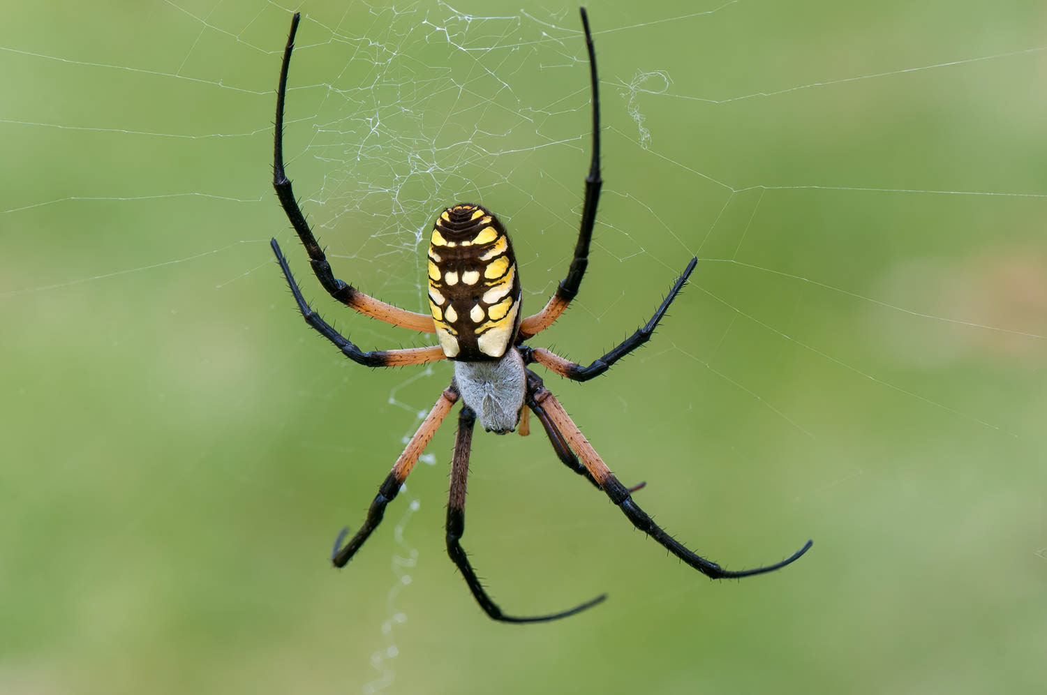 Black & Yellow Garden Spider