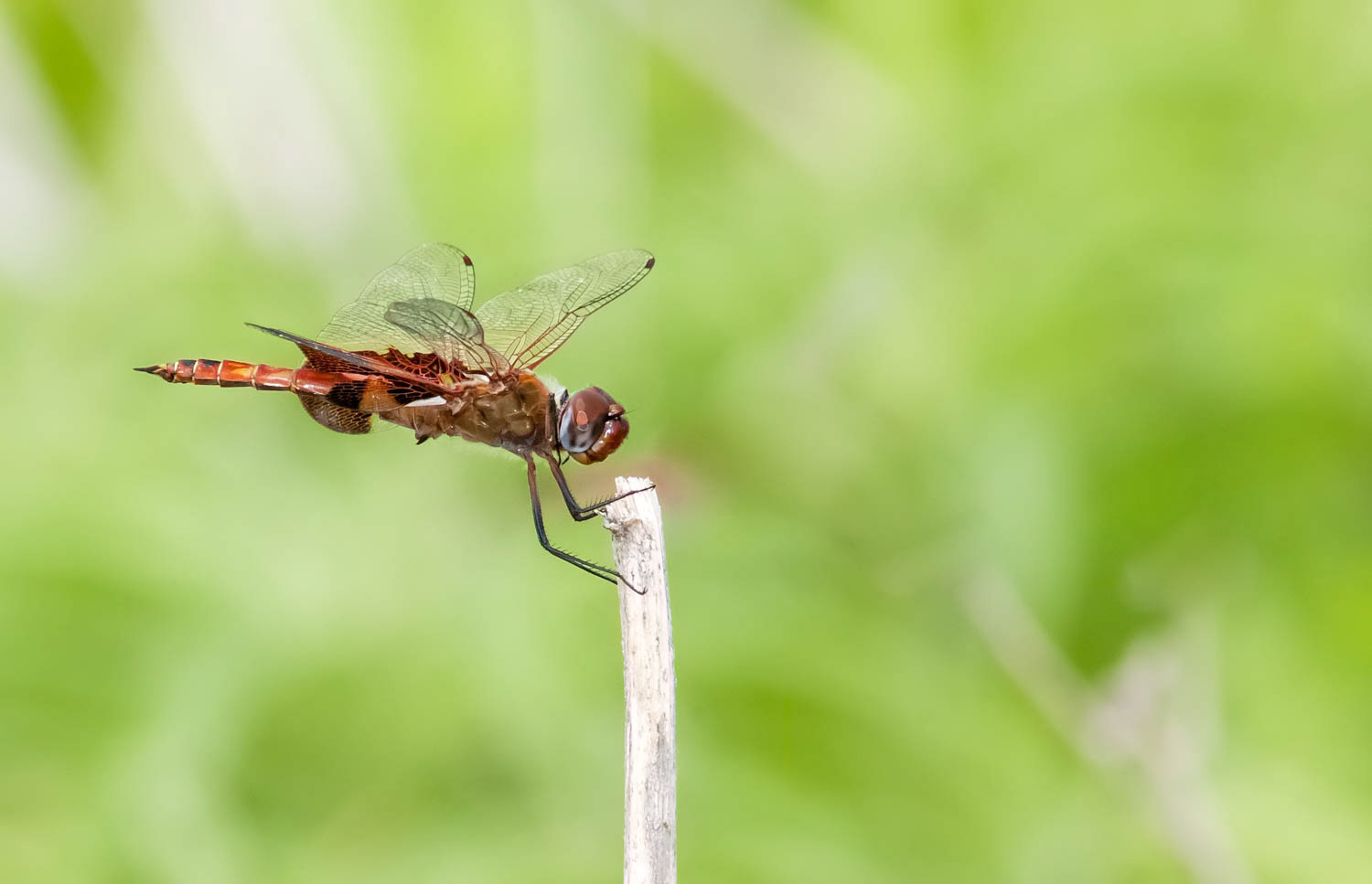 Striped Saddlebags (Tramea calverti)