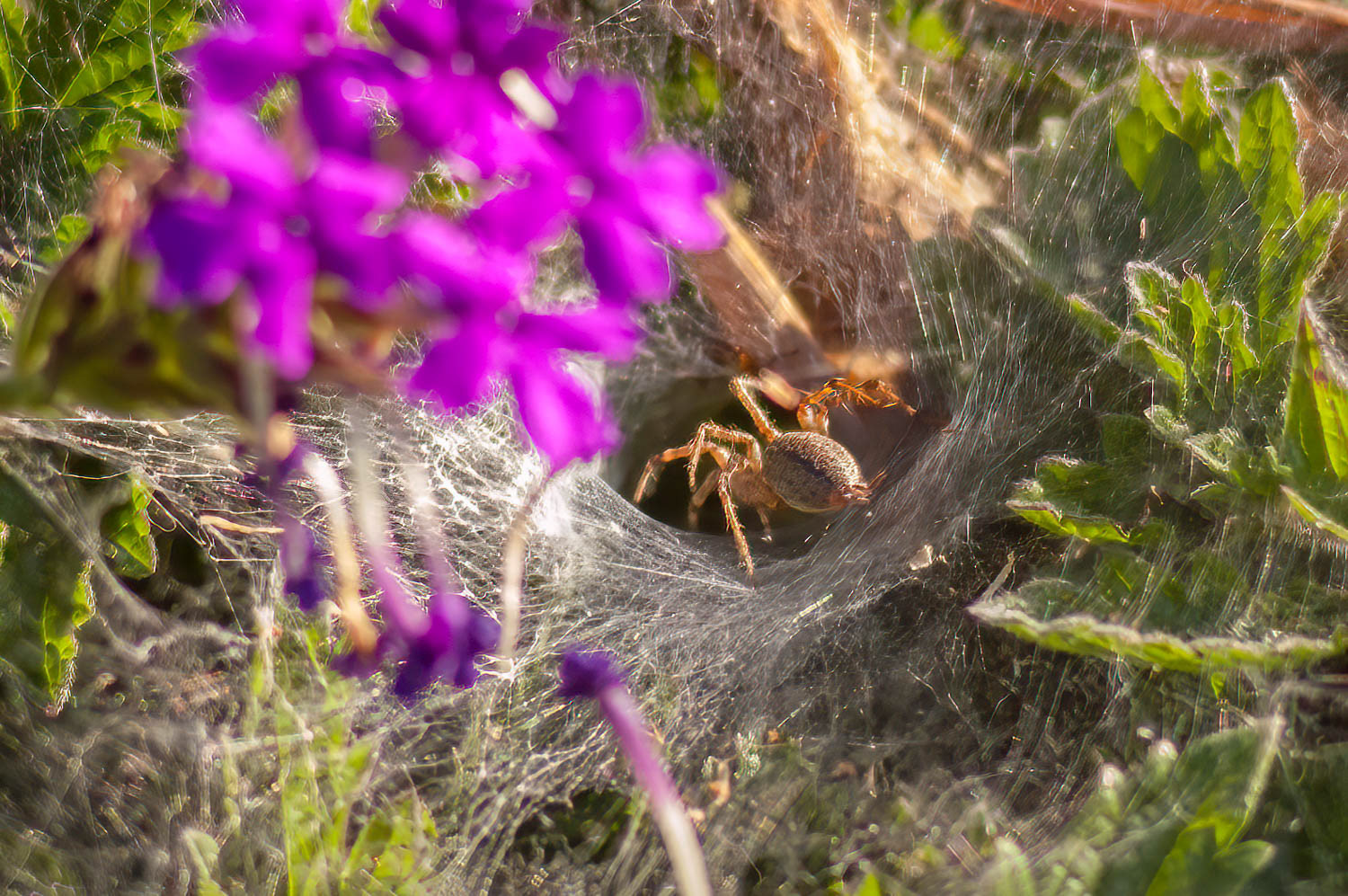 Funnel Web Spider