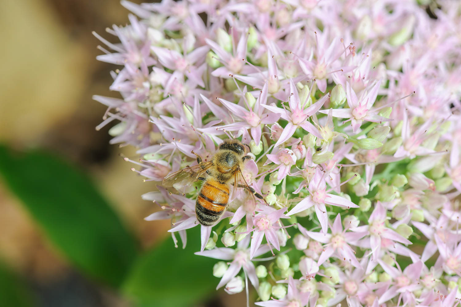 Western Honetbee (Apis meliffera)