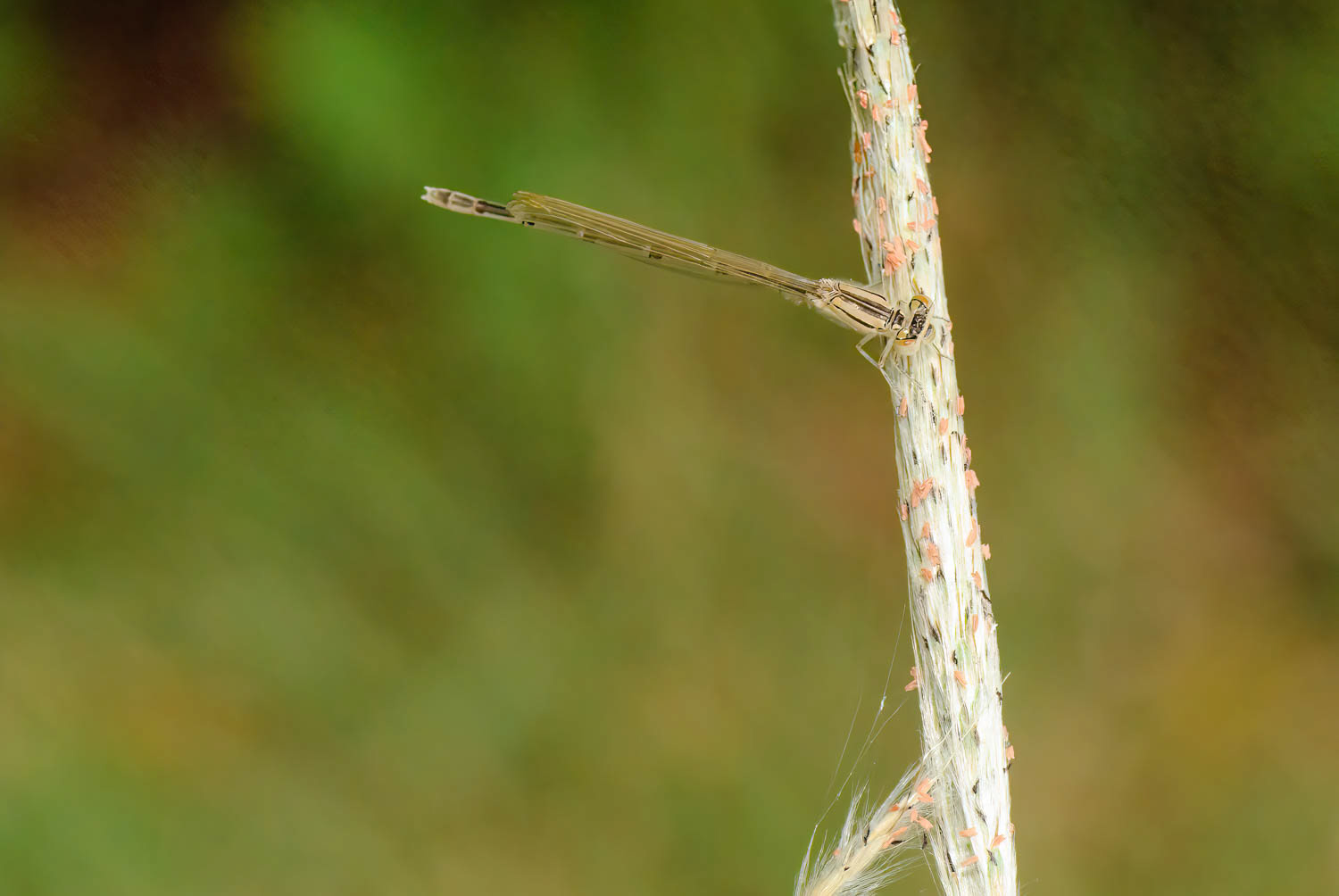 Familiar Bluet (Enallagma civile) Female