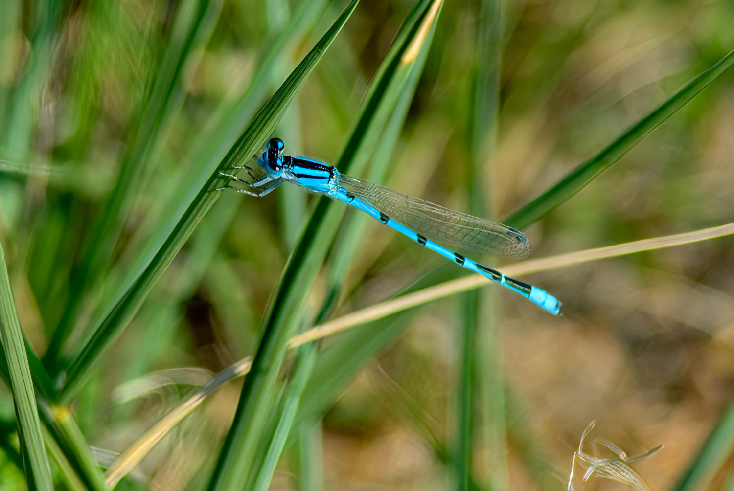 Familiar Bluet (Enallagma civile) Male