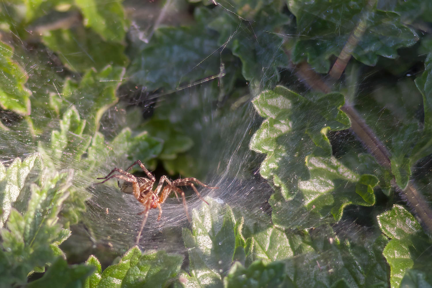 Funnel Web Spider