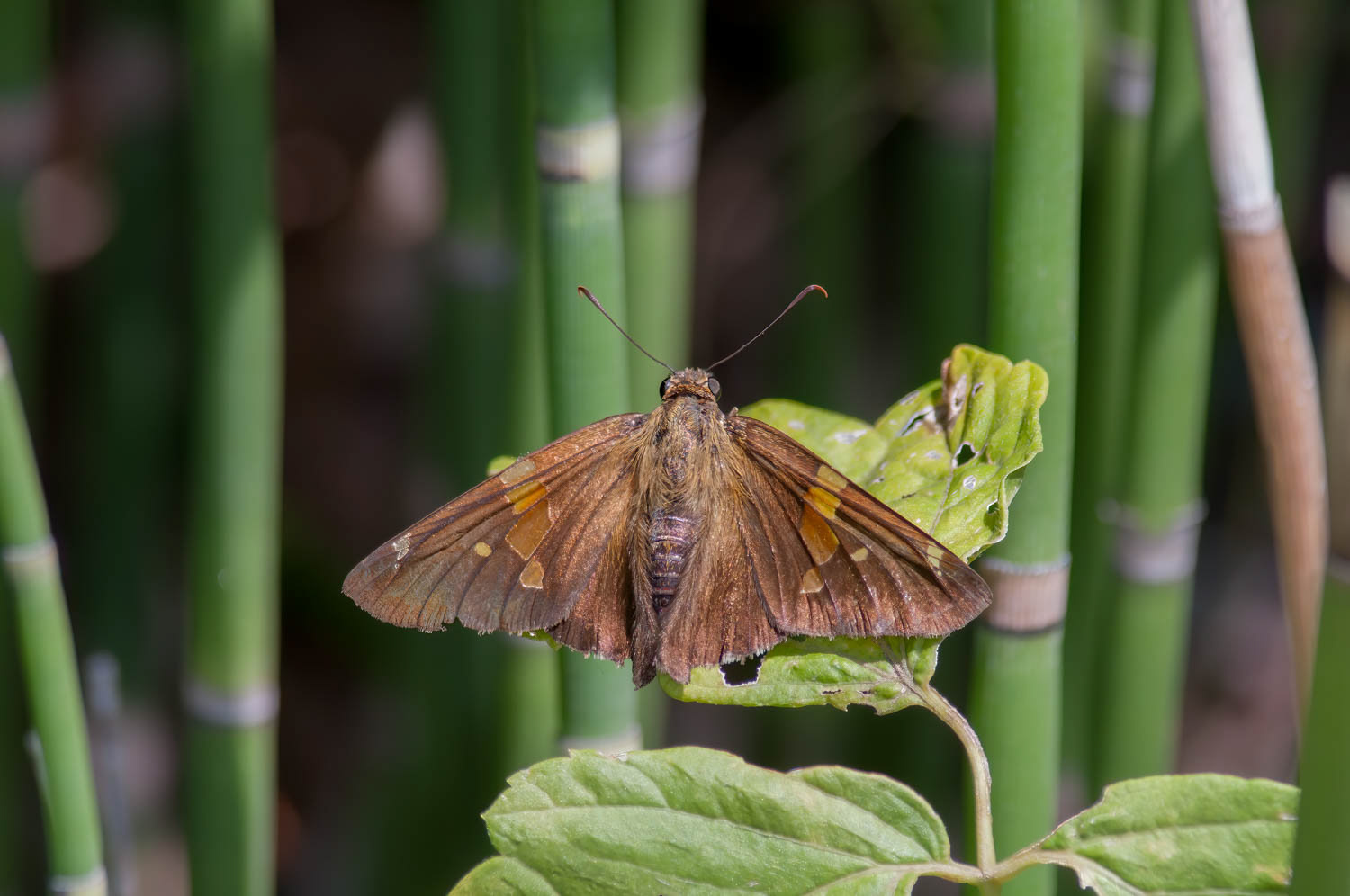 Silver-spotted Skipper (Epargyreus clarus)