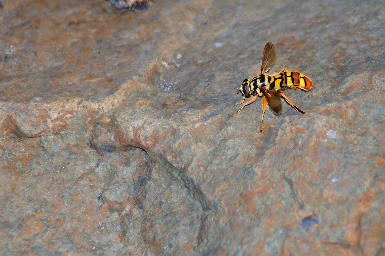 Yellowjacket Fly (Spilomyia longicornis)