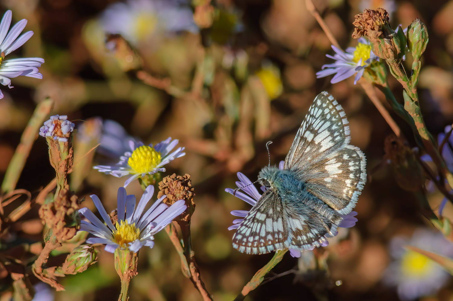 Checkered Skipper (Burnsius communis)