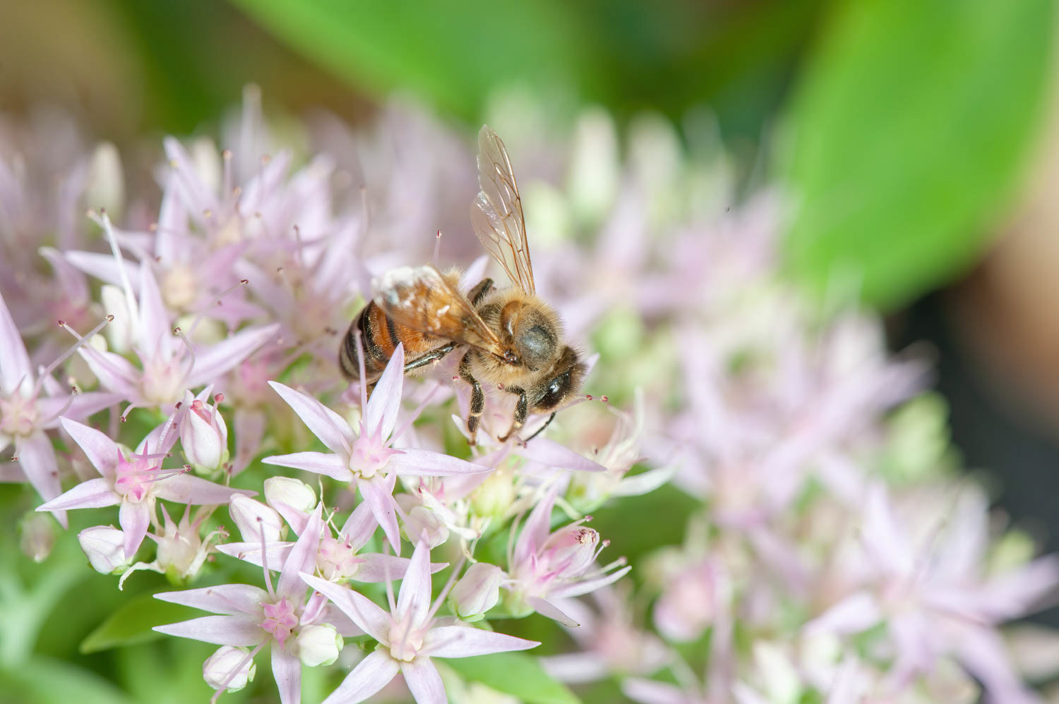 Western Honetbee (Apis meliffera)