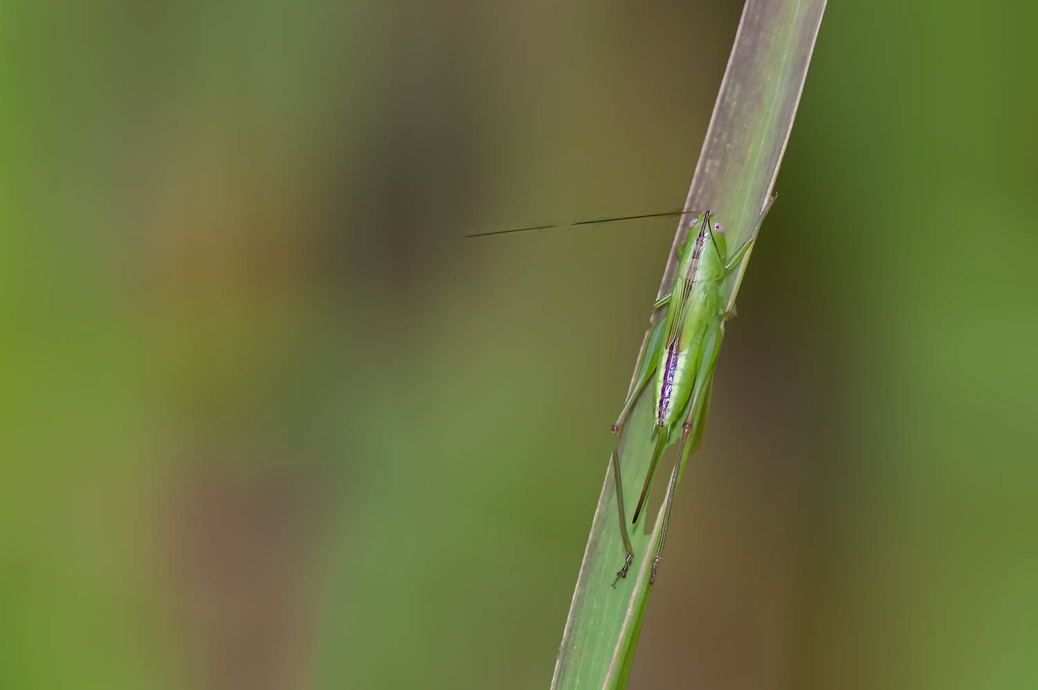 Slender Meadow Katydid (Conocephalus fasciatus)