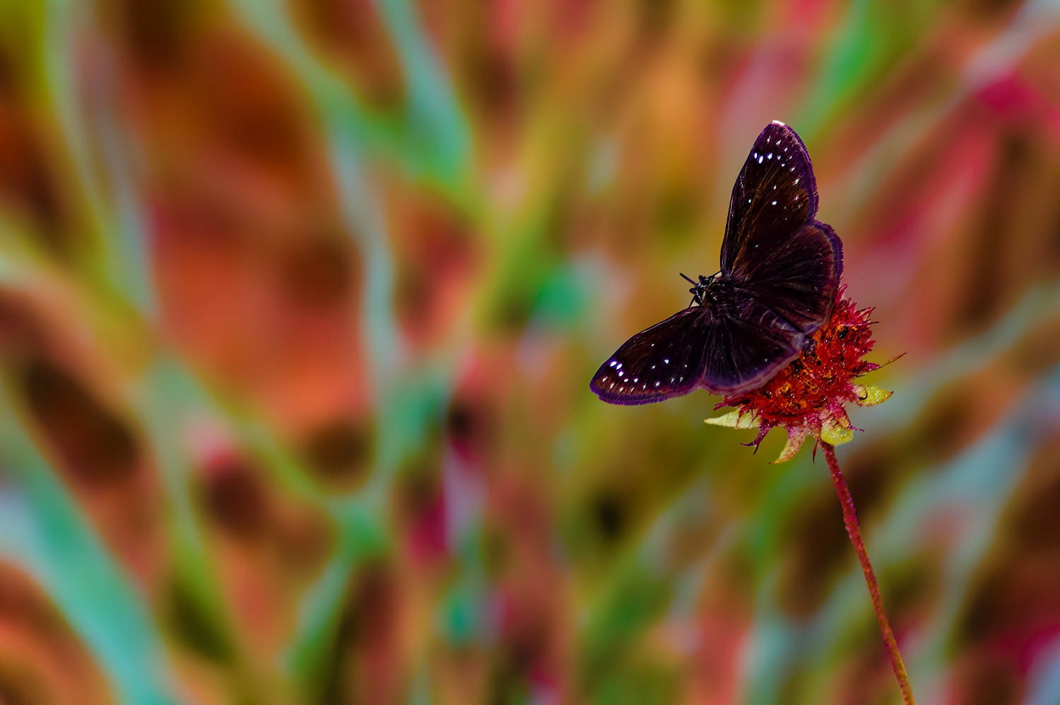 Common Sootywing (Pholisora catullus)