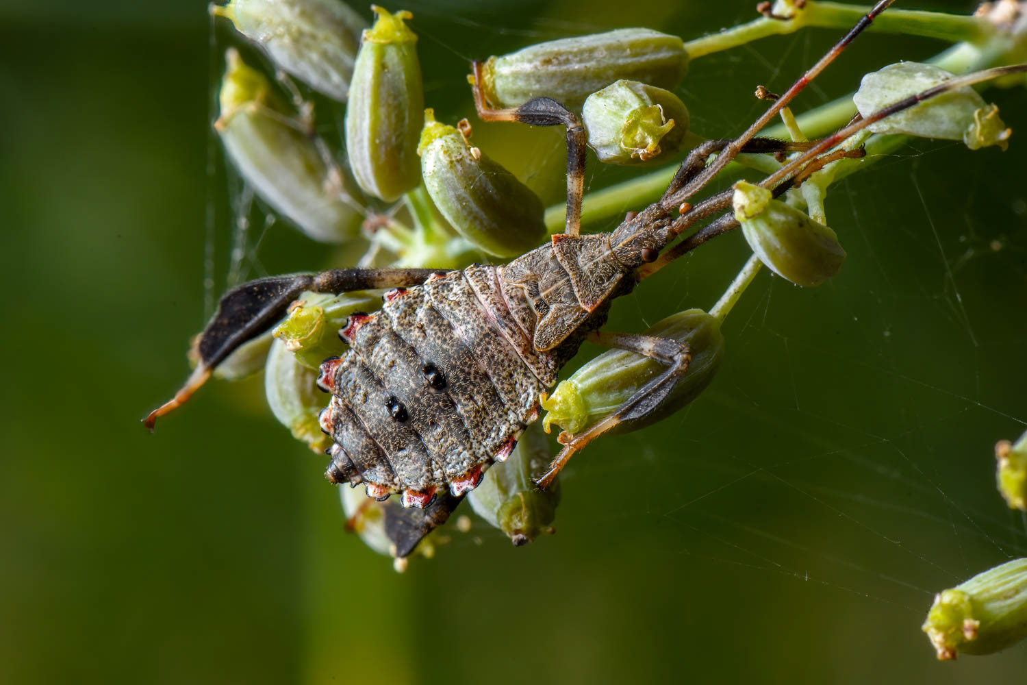 Leaf-footed Bug Nymph (Acanthocephala terminalis)-footed Bug (Acanthocephala terminalis)