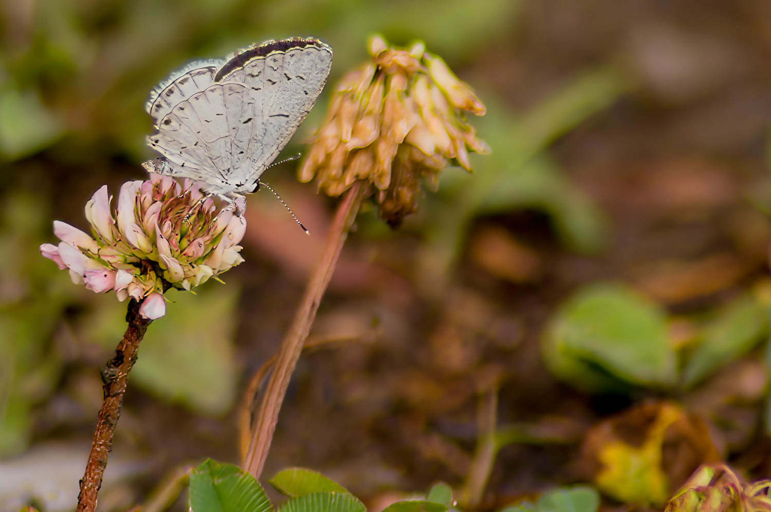 Spring Azure (Celastrina ladon)